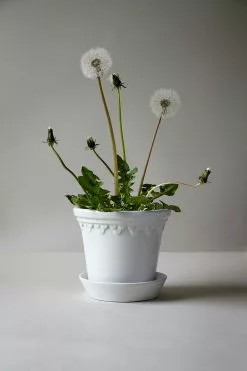 Bergs Potter Copenhagen Ruukku Pikkulautasella Mineral White, Ø11 Cm -Julisteet Sales Store bergs potter copenhagen pot mineral white 5