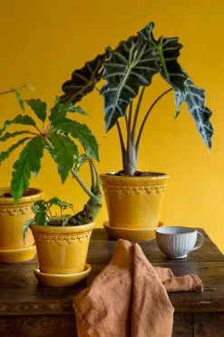 Bergs Potter Copenhagen Ruukku Pikkulautasella Keltainen, Ø12 Cm 11 Bergs Potter Copenhagen Ruukku Pikkulautasella Keltainen, Ø12 Cm -Julisteet Sales Store bergs potter copenhagen ruukku keltainen 22 2