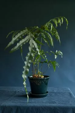 Bergs Potter Copenhagen Ruukku Sininen, Ø12 Cm 11 Bergs Potter Copenhagen Ruukku Sininen, Ø12 Cm -Julisteet Sales Store bergs potter copenhagen ruukku sininen 17 2