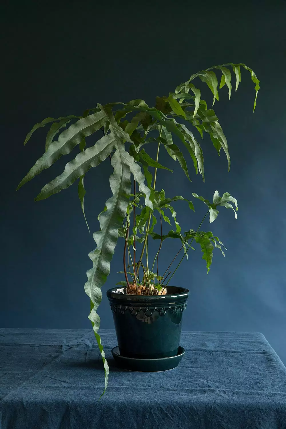 Bergs Potter Copenhagen Pot Blue Ruukku Pikkulautasella Sininen M Cm 6 Bergs Potter Copenhagen Pot Blue Ruukku Pikkulautasella Sininen M Cm - Image 6