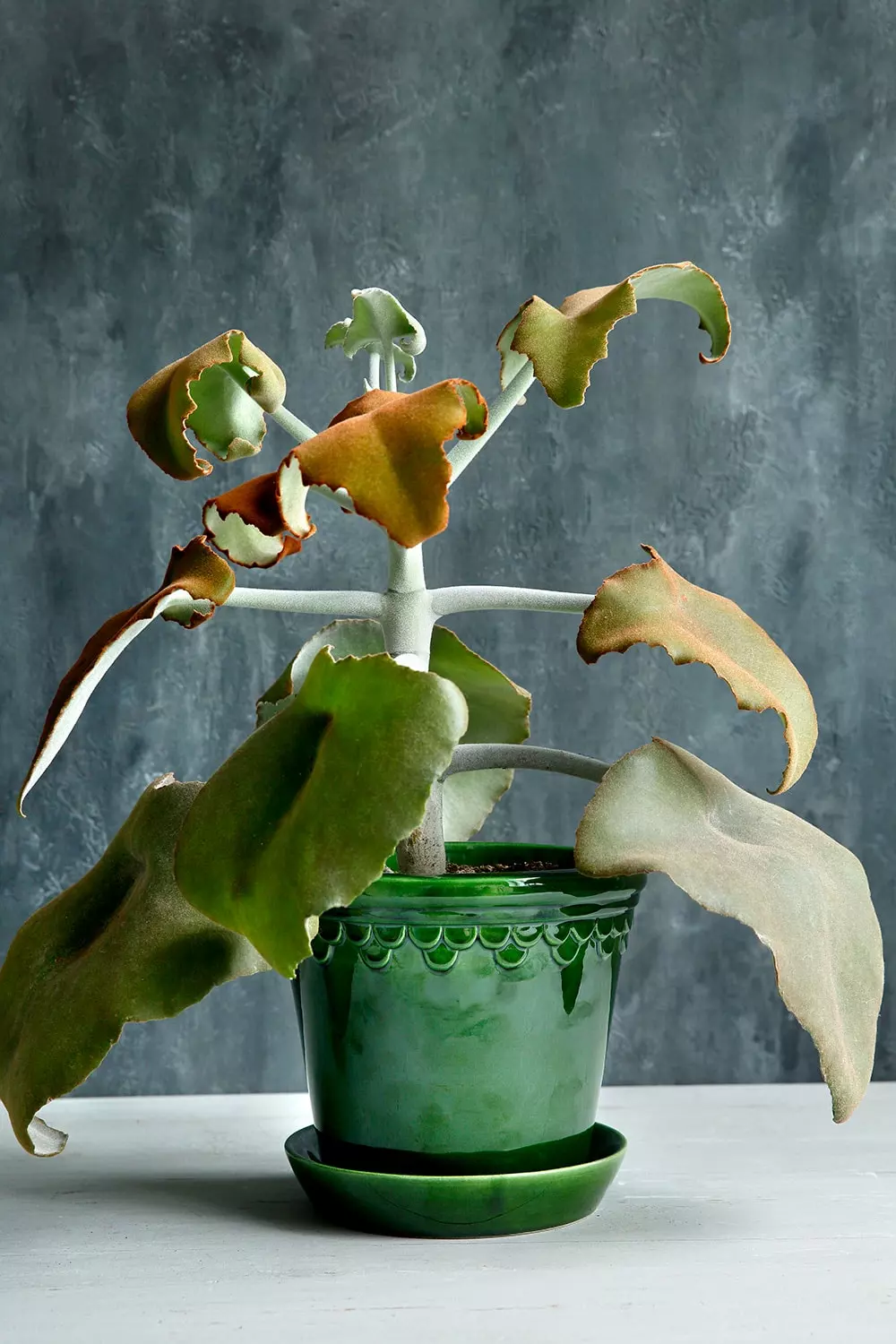 Bergs Potter Copenhagen Ruukku Vihreä, 18 Cm 6 Bergs Potter Copenhagen Ruukku Vihreä, 18 Cm - Image 6