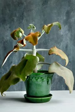 Bergs Potter Copenhagen Ruukku Vihreä, 25 Cm -Julisteet Sales Store bergs potter copenhagen ruukku vihrea 24 3