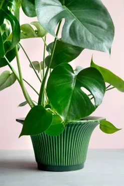 Bergs Potter Daisy Pot Green, 25 Cm -Julisteet Sales Store bergs potter daisy ruukku vihrea 1