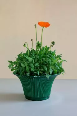 Bergs Potter Daisy Pot Green, 25 Cm -Julisteet Sales Store bergs potter daisy ruukku vihrea 8
