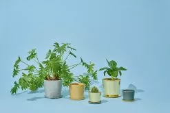 Hay Botanical Family Saucer XL, Off-White 10 Hay Botanical Family Saucer XL, Off-White -Julisteet Sales Store hay botanical family saucer xl 2