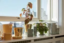 Hay Botanical Family Saucer XL, Off-White 11 Hay Botanical Family Saucer XL, Off-White -Julisteet Sales Store hay botanical family saucer xl 3