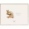 MADO Rocky The Rabbit Juliste, 30x40 Cm
